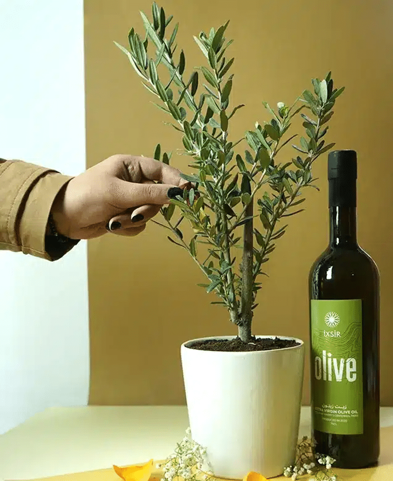 Olive Plant - Image 2