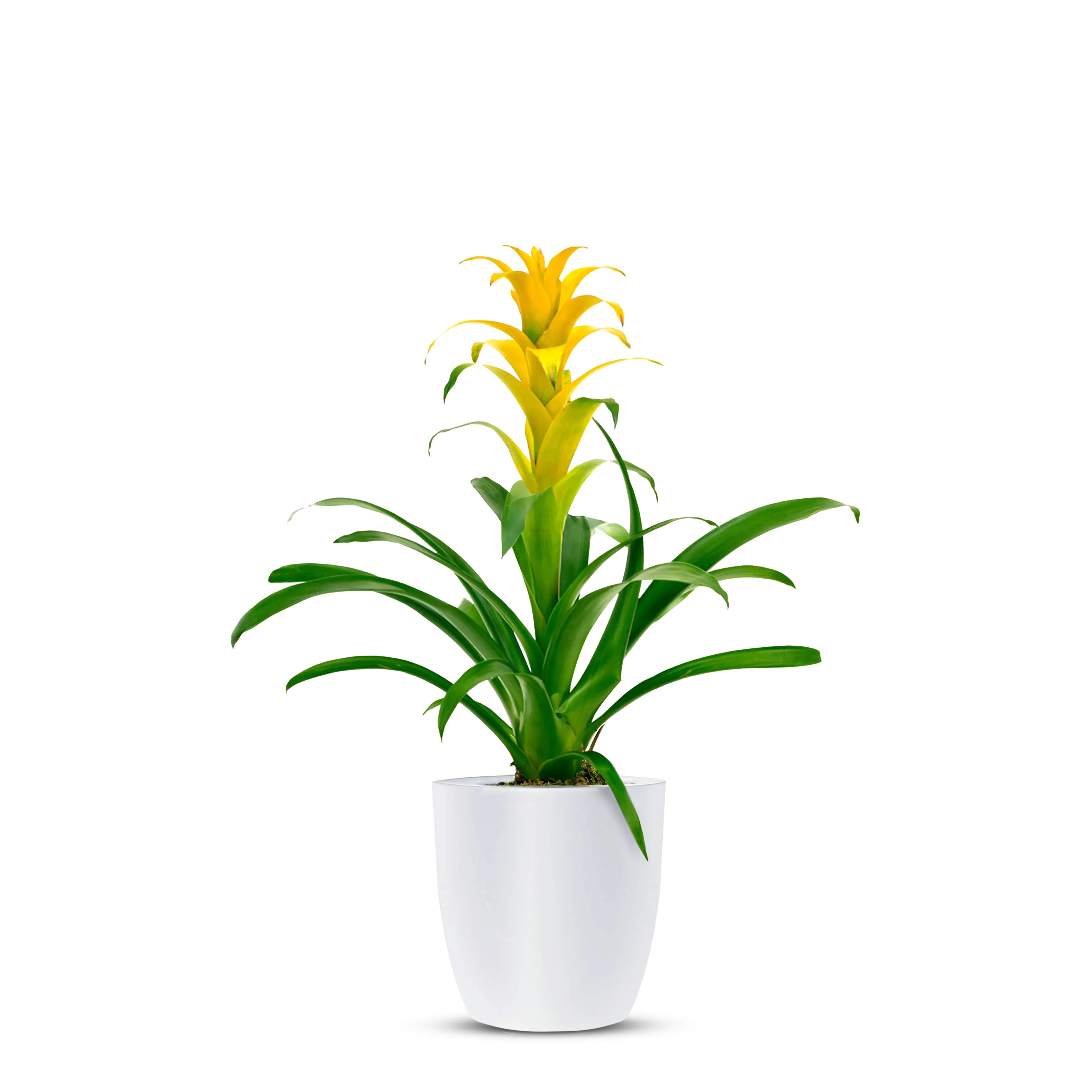 Guzmania