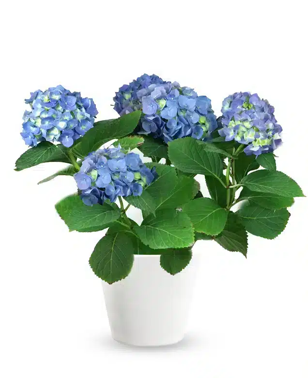 Blue Hydrangea