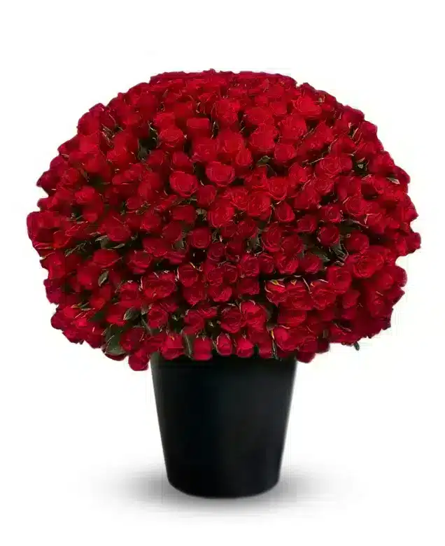 500 Red Roses Arrangement