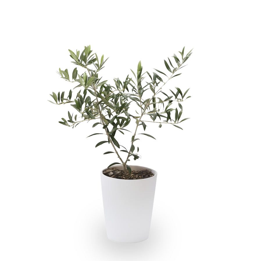 Olive Plant