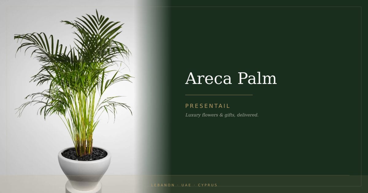 Areca Palm