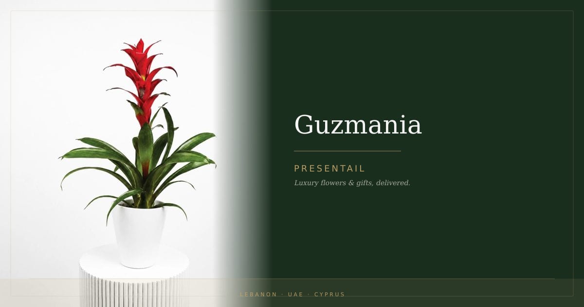 Guzmania