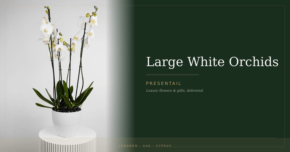 Large White Orchids