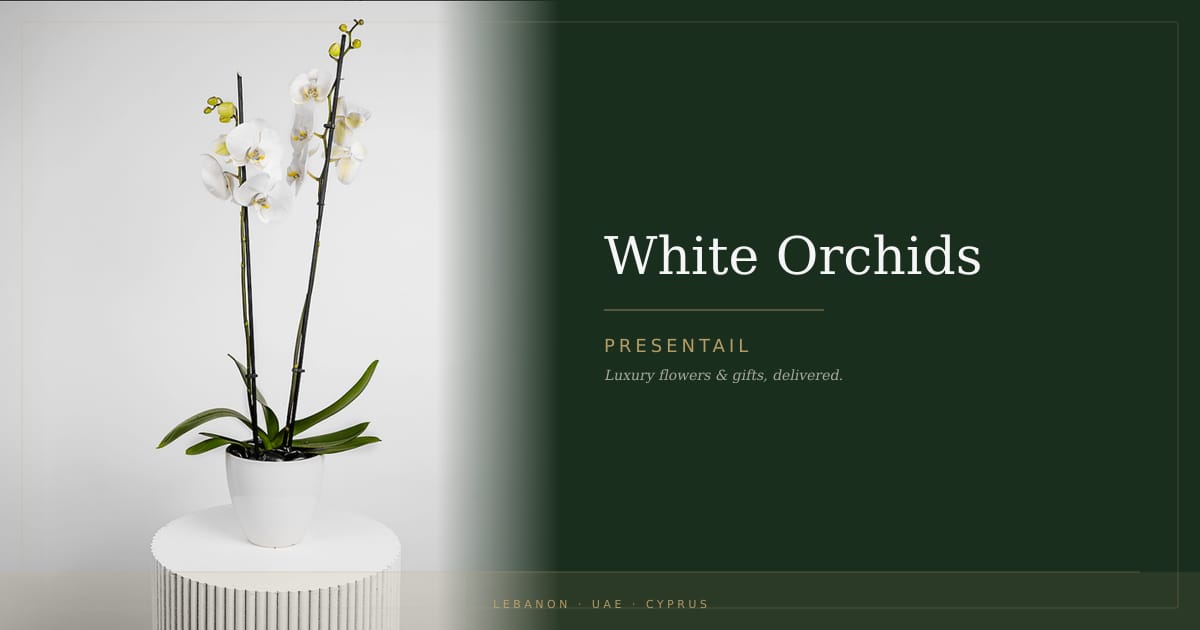 White Orchids