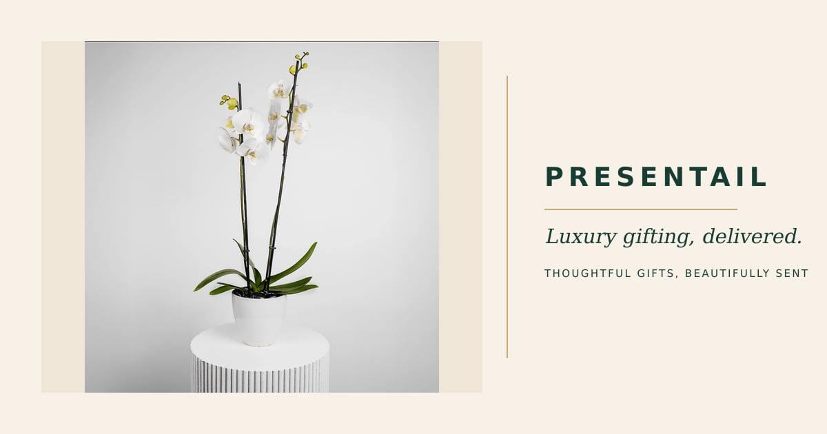 White Orchids