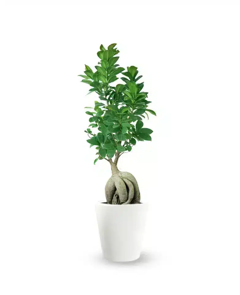 Bonsai Plant