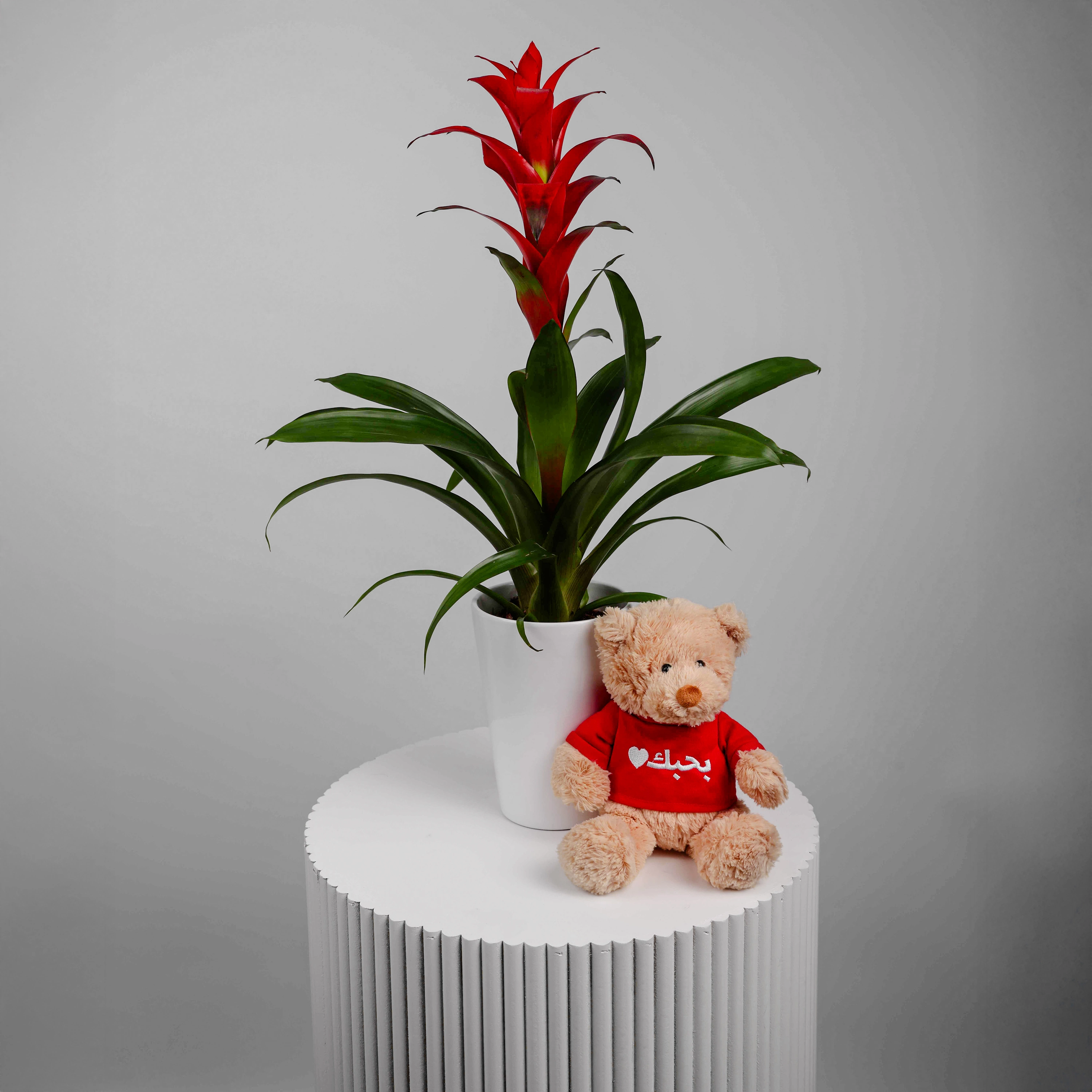 The Love Guzmania