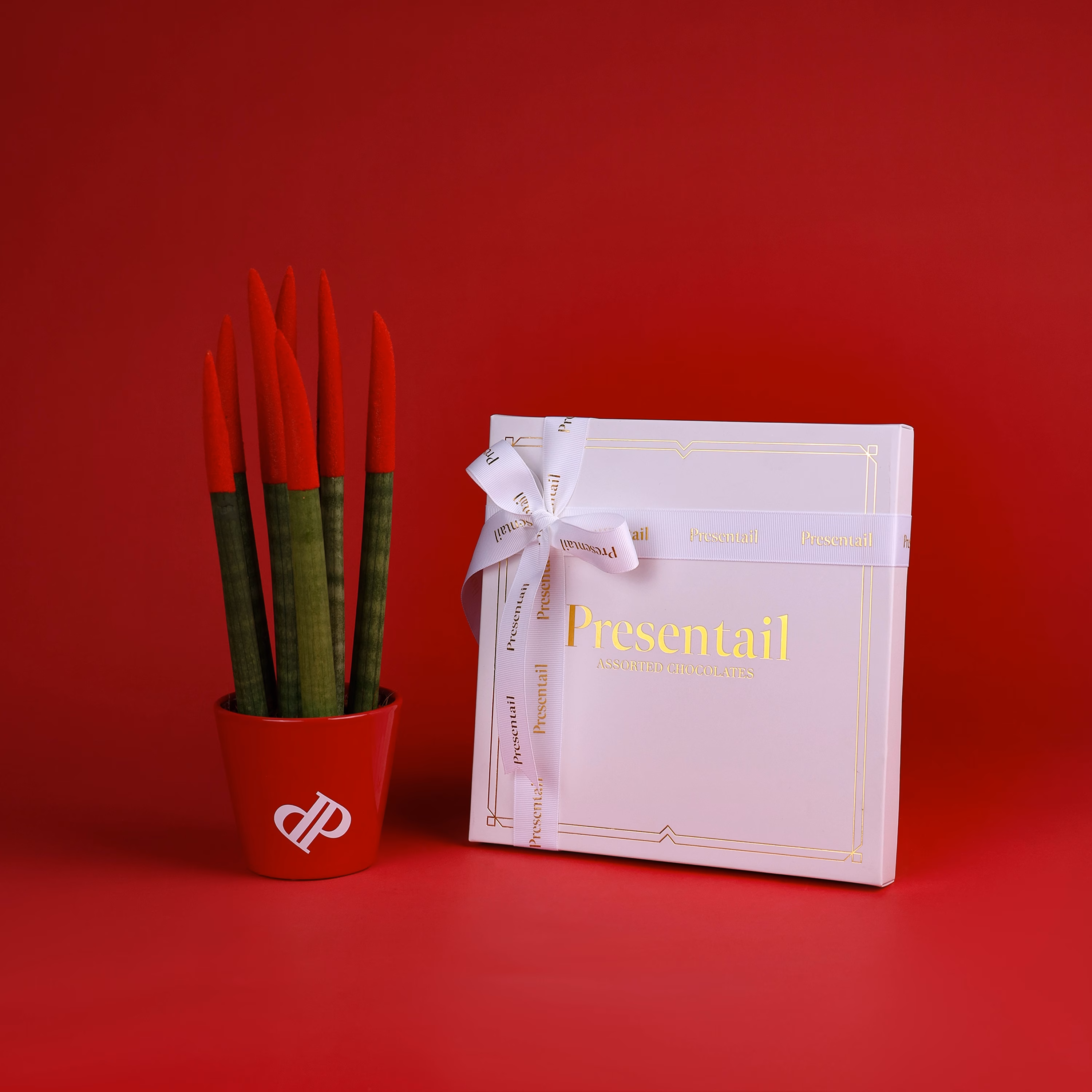 Sansevieria with Chocolate