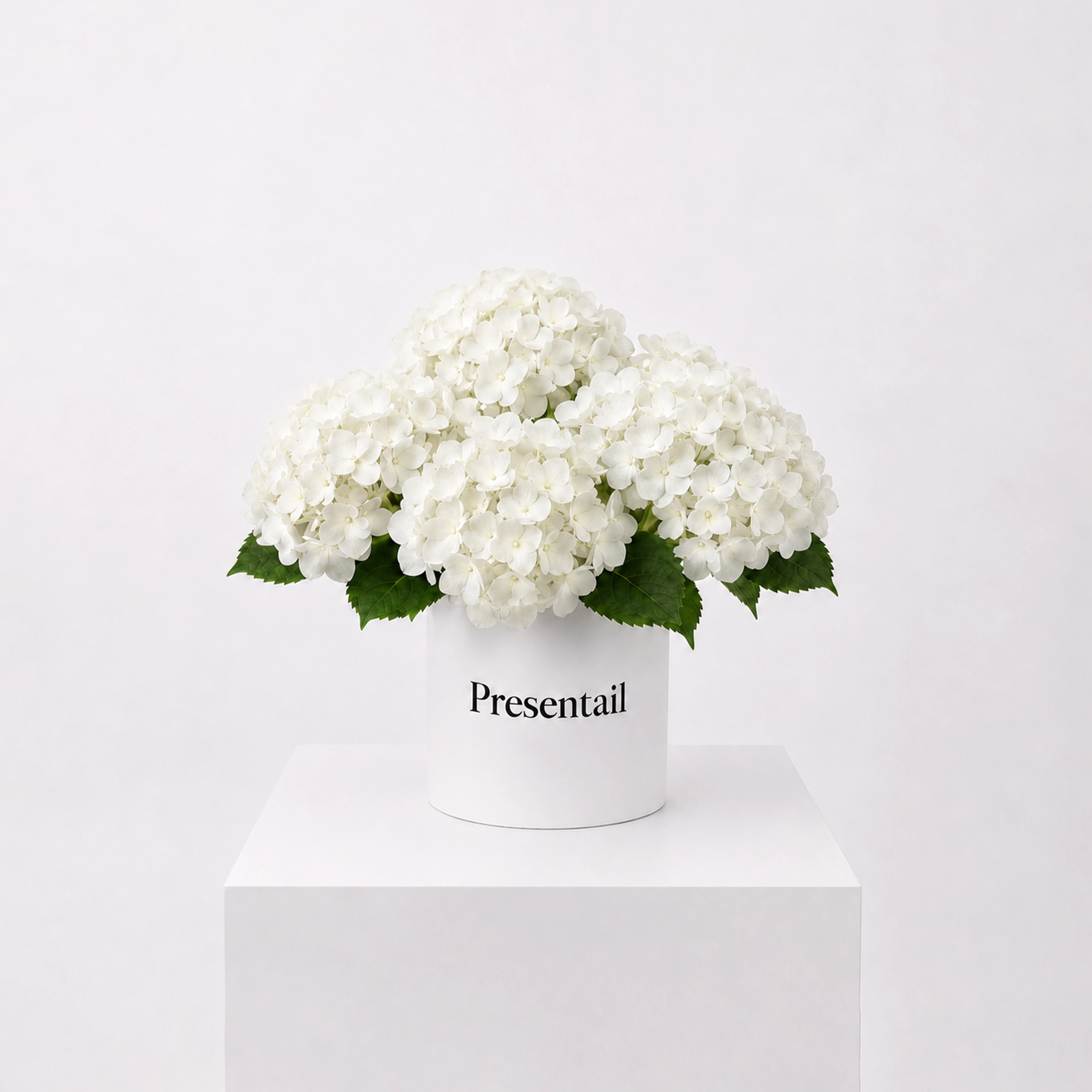 White Harmony