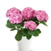 Pink Hydrangea