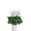 white cyclamen