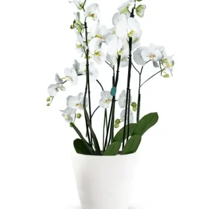 Large White Orchids