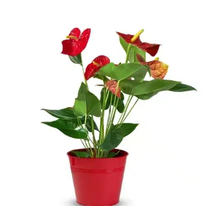 Fiery Anthurium