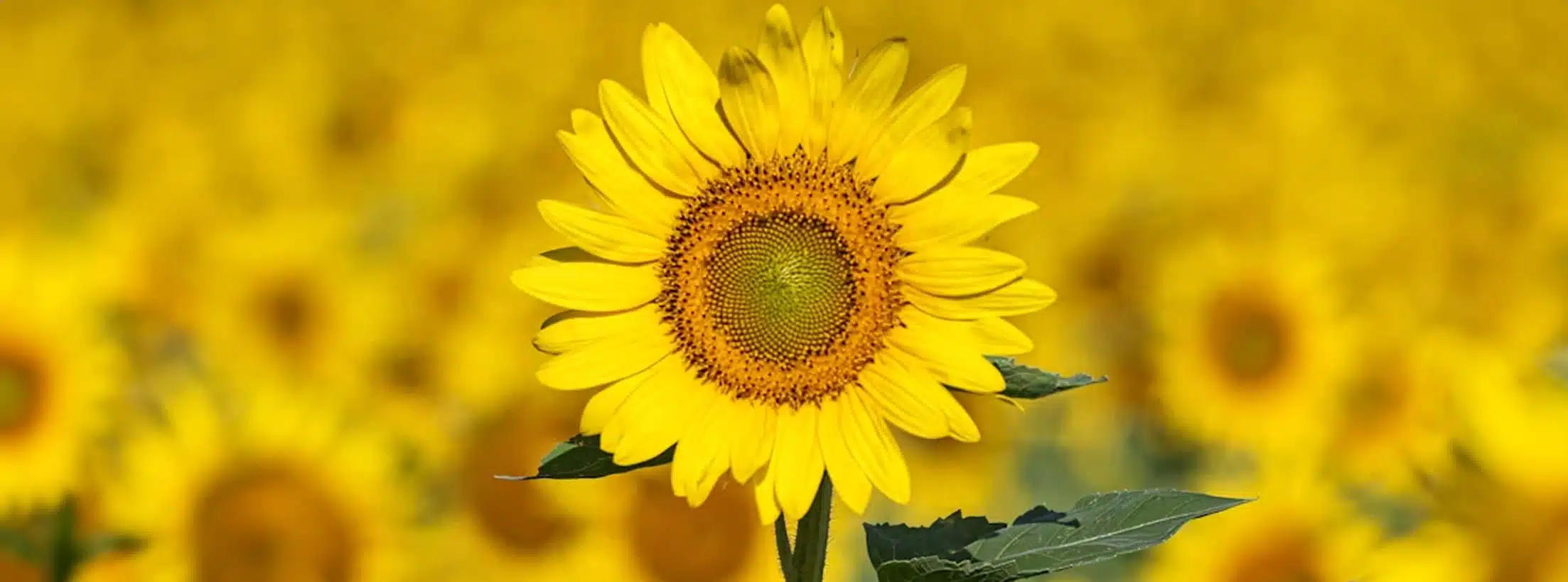 The Flower Industry