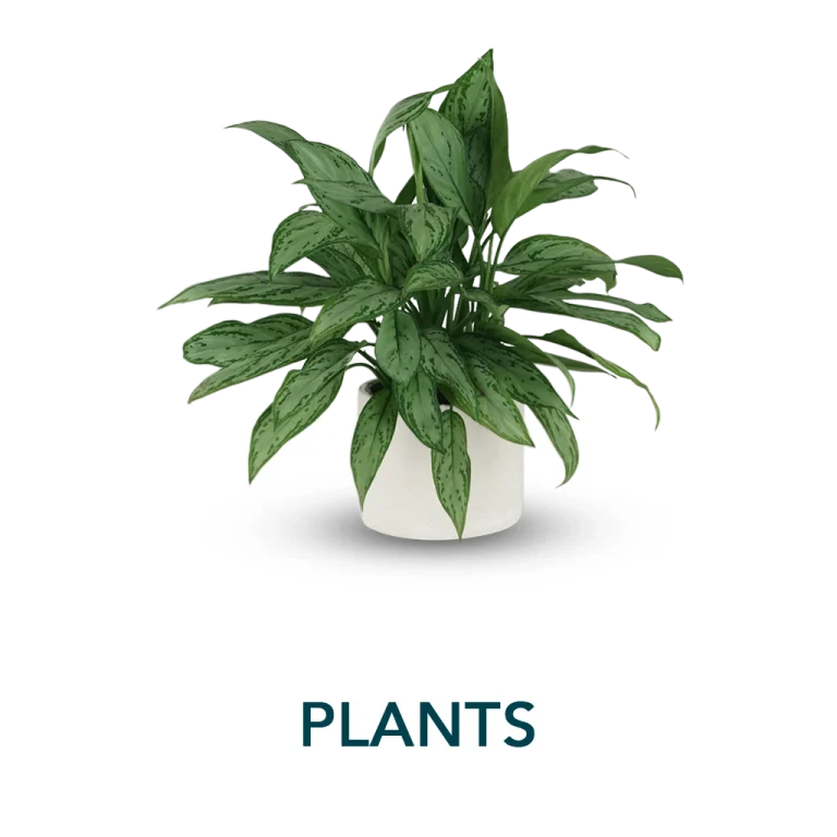 Plants