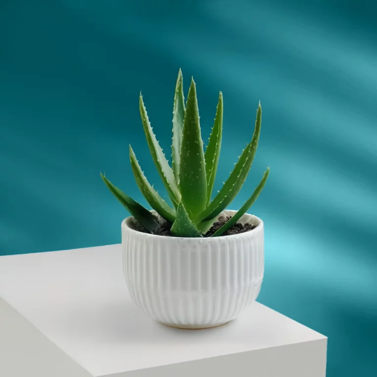 Plants